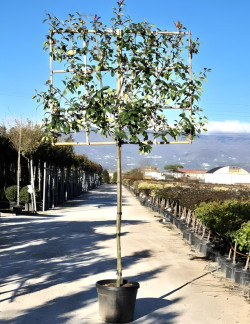 PHOTINIA fraseri RED ROBIN En pot forme rideau sur tige hauteur du tronc 190-210 cm