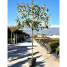 PHOTINIA fraseri RED ROBIN En pot rideau sur tige hauteur du tronc 190-210 cm