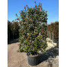 PHOTINIA fraseri RED ROBIN En pot forme espalier