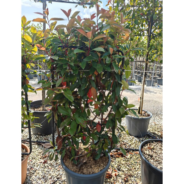 PHOTINIA fraseri RED ROBIN En pot forme espalier