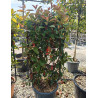 PHOTINIA fraseri RED ROBIN En pot forme espalier