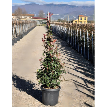 PHOTINIA fraseri RED ROBIN En pot forme conique