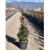PHOTINIA fraseri RED ROBIN En pot forme conique