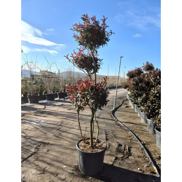 PHOTINIA fraseri RED ROBIN En pot forme pompons