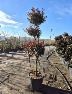 PHOTINIA fraseri RED ROBIN En pot forme pompons
