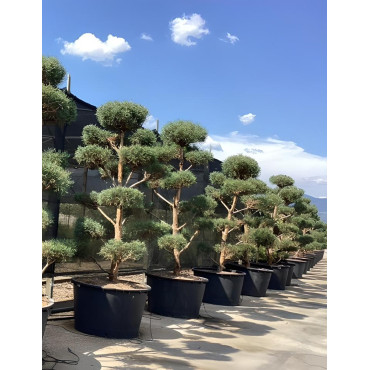 PINUS sylvestris En pot forme pompons