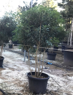 PITTOSPORUM tobira En pot forme cépée remontée