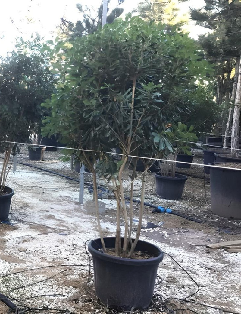 PITTOSPORUM tobira En pot forme cépée remontée