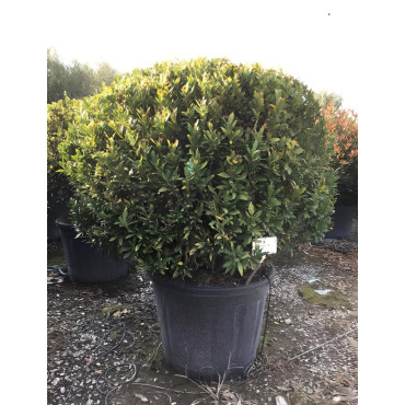 PRUNUS laurocerasus OTTO LUYKEN En pot forme boule