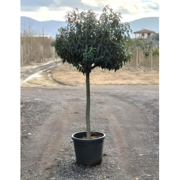 En pot de 15-20 litres forme espalier