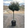 En pot de 15-20 litres forme espalier