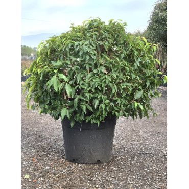 PRUNUS lusitanica En pot forme boule