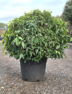 PRUNUS lusitanica En pot forme boule