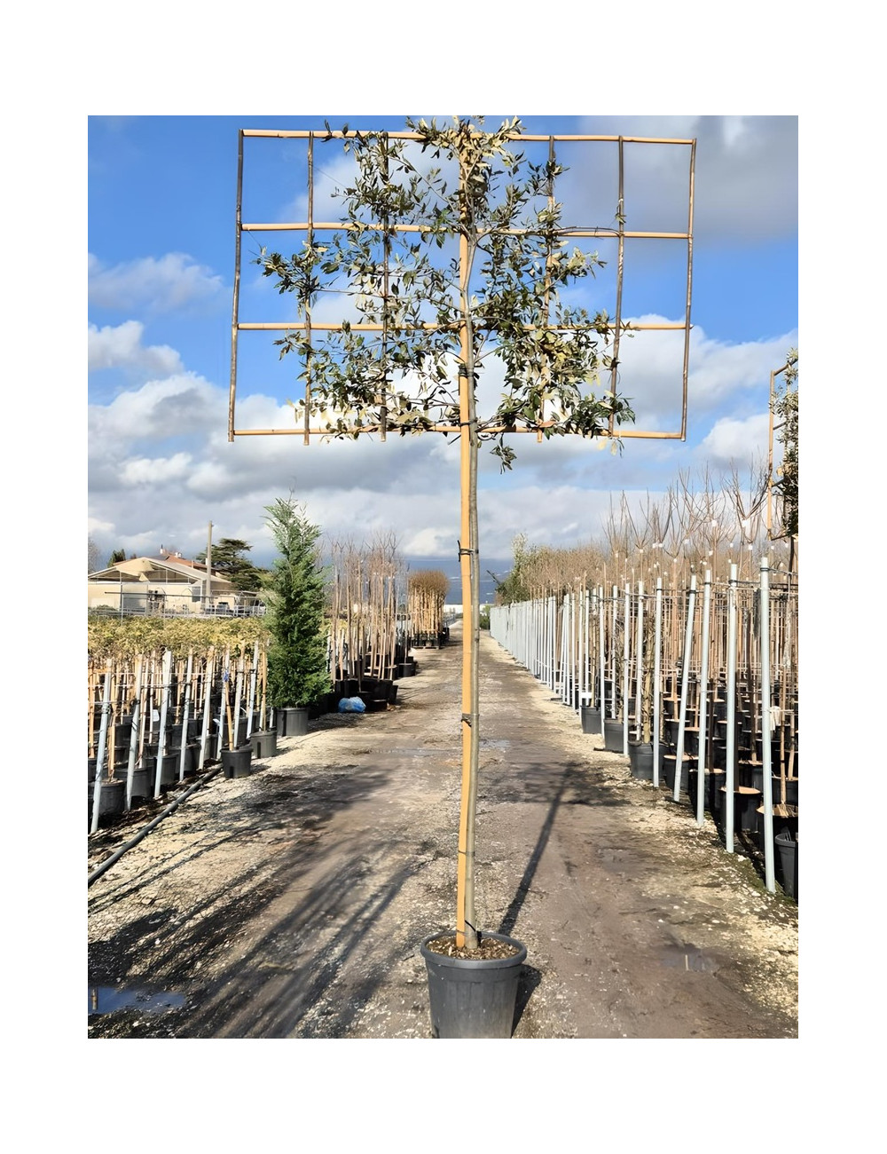 QUERCUS ilex En pot forme rideau sur tige hauteur du tronc 190-210 cm