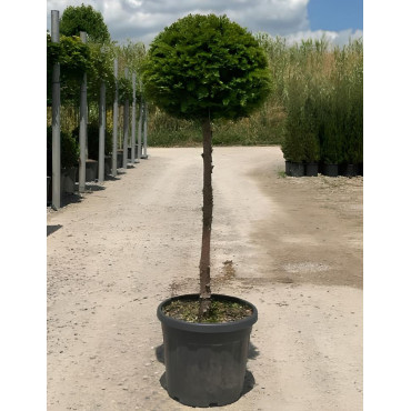 TAXUS baccata En pot forme tige hauteur du tronc 090-110 cm