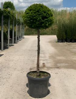TAXUS baccata En pot forme tige hauteur du tronc 090-110 cm