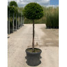 TAXUS baccata En pot forme tige hauteur du tronc 090-110 cm