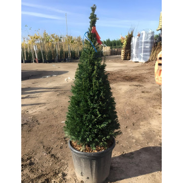 TAXUS baccata En pot forme conique