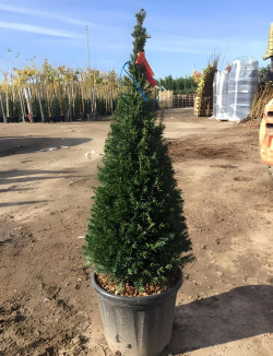 TAXUS baccata En pot forme conique