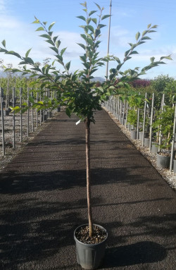 PRUNUS ACCOLADE En pot de 15-20 litres tige hauteur du tronc 090-110 cm circonférence du tronc 06-08 cm
