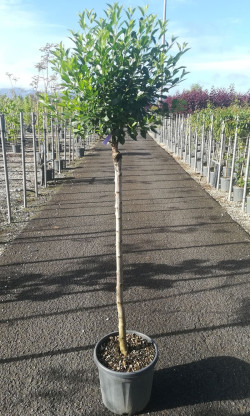 PRUNUS fruticosa GLOBOSA En pot de 15-20 litres tige hauteur du tronc 090-110 cm circonférence du tronc 06-08 cm