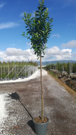 PRUNUS laurocerasus NOVITA En pot de 35-50 litres tige hauteur du tronc 190-210 cm circonférence du tronc 08-10 cm