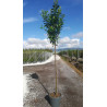 PRUNUS laurocerasus NOVITA En pot de 35-50 litres tige hauteur du tronc 190-210 cm circonférence du tronc 08-10 cm
