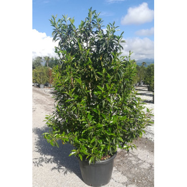 PRUNUS lusitanica ANGUSTIFOLIA En pot de 35-50 litres buisson hauteur 125-150 cm