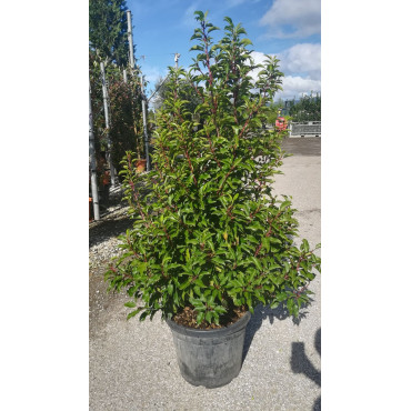 PRUNUS lusitanica BRENELIA En pot de 35-50 litres buisson hauteur 150-175 cm