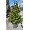 PRUNUS lusitanica BRENELIA En pot de 35-50 litres buisson hauteur 150-175 cm