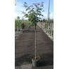 PRUNUS serrulata KANZAN En pot de 15-20 litres tige hauteur du tronc 090-110 cm circonférence du tronc 06-08 cm