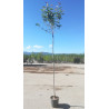 PRUNUS serrulata KANZAN En pot de 15-20 litres tige hauteur du tronc 190-210 cm circonférence du tronc 06-08 cm