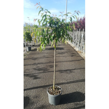 PRUNUS KIKU-SHIDARE-ZAKURA En pot de 15-20 litres tige hauteur du tronc 090-110 cm circonférence du tronc 08-10 cm