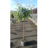 PRUNUS KIKU-SHIDARE-ZAKURA En pot de 15-20 litres tige hauteur du tronc 090-110 cm circonférence du tronc 08-10 cm