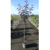 PRUNUS serrulata ROYAL BURGUNDY En pot de 15-20 litres tige hauteur du tronc 090-110 cm circonférence du tronc 08-10 cm