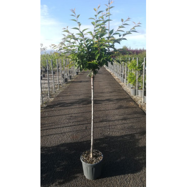 PRUNUS subhirtella AUTUMNALIS ROSEA En pot de 15-20 litres tige hauteur du tronc 090-110 cm circonférence du tronc 08-10 cm