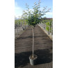 PRUNUS subhirtella AUTUMNALIS ROSEA En pot de 15-20 litres tige hauteur du tronc 090-110 cm circonférence du tronc 08-10 cm