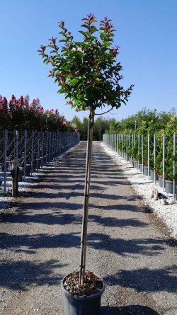 LAGERSTROEMIA ENDURING WHITE® En pot de 25-30 litres tige hauteur du tronc 130-140 cm