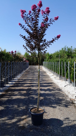 LAGERSTROEMIA BLACK SOLITAIRE LAVENDER LACE® En pot de 25-30 litres tige hauteur du tronc 130-140 cm