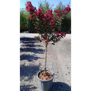 LAGERSTROEMIA DYNAMITE En pot de 20-25 litres forme tige hauteur du tronc 090-110 cm