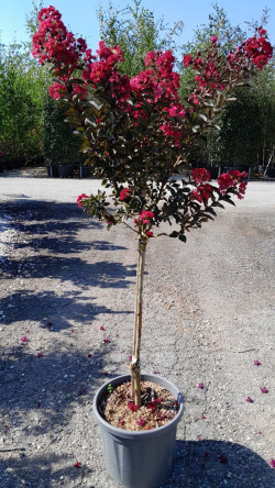 LAGERSTROEMIA DYNAMITE En pot de 20-25 litres forme tige hauteur du tronc 090-110 cm