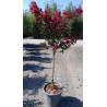 LAGERSTROEMIA DYNAMITE En pot de 20-25 litres forme tige hauteur du tronc 090-110 cm