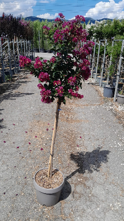 LAGERSTROEMIA BERRY DAZZLE® En pot de 10-12 litres tige hauteur du tronc 090-110 cm