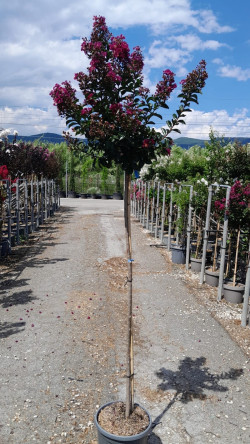 LAGERSTROEMIA BERRY DAZZLE® En pot de 15-20 litres tige hauteur du tronc 130-140 cm