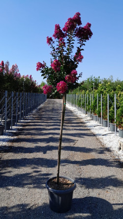 LAGERSTROEMIA BERRY DAZZLE® En pot de 25-30 litres tige hauteur du tronc 130-140 cm