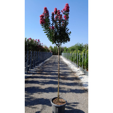 LAGERSTROEMIA CORAL MAGIC® En pot de 25-30 litres tige hauteur du tronc 130-140 cm