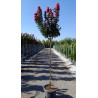 LAGERSTROEMIA CORAL MAGIC® En pot de 25-30 litres tige hauteur du tronc 130-140 cm