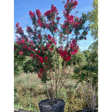 LAGERSTROEMIA DYNAMITE En pot de 150-170 litres buisson hauteur 250-300 cm