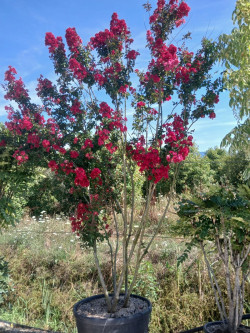 LAGERSTROEMIA DYNAMITE En pot de 150-170 litres buisson hauteur 250-300 cm