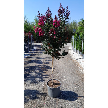 LAGERSTROEMIA PINK VELOUR® En pot de 20-25 litres tige hauteur du tronc 090-110 cm
